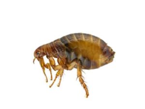 Fleas look like get rid of and identify these insects you find all the guide on how to identify, check for fleas in dogs, cats, and humans
