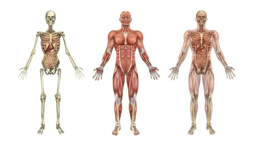 How many holes does a human have? Explore the roles and variations of these openings in human anatomy.Exploring the Intriguing Anatomy