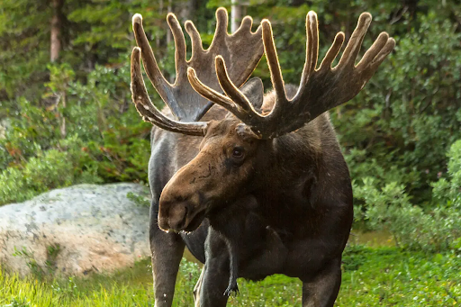 Explore the intriguing world of moose compared to human and discover how size and behavior distinctly these two diverse beings in nature.