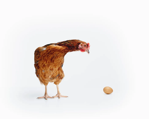 Who came first, the egg or chicken Funny Answers - Dive into our humorous exploration for a side-splitting answer to this age-old puzzler.
