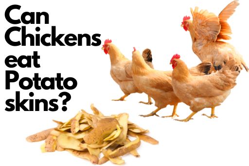 Can chickens eat potato skins